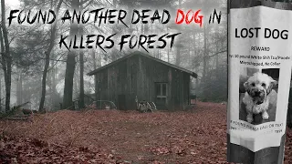 I RETURNED TO THE DOG KILLERS FOREST & FOUND Another DEAD DOG!