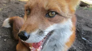 Two funny foxes playing together. Jumping Fox in Slow Motion