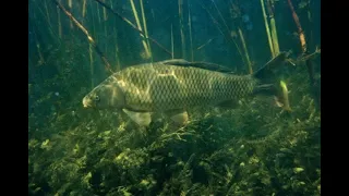 ПОДВОДНАЯ ОХОТА НА САЗАНА. видимость ноль.SPEARFISHING FOR CARP. visibility is zero.Охота и Рыбалка.