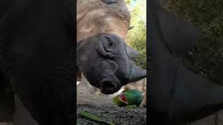 Rhino eating watermelon 🍉🦏