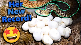 Brad the Bullsnake Laid SO Many Eggs!!