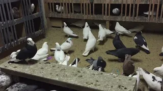 #Pigeons.Какие голуби могут уйти от хищников.