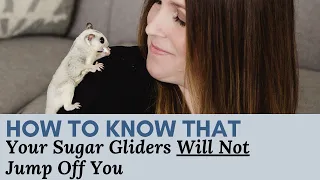 How To Know That Your Sugar Glider Will Not Jump Off You