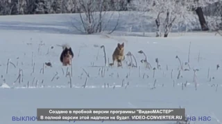 бездомные собаки загрызли косулю