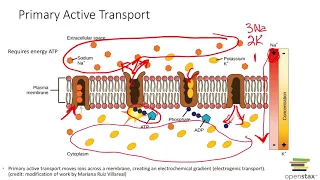 Active Transport: Primary & Secondary