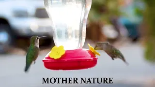 "HUMMINGBIRDS LOVE"    SPRING IS IN THE AIR  2022