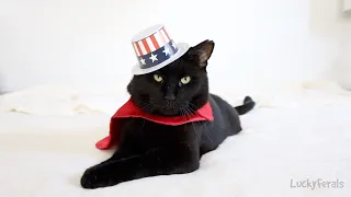 Lucky Ferals' 4TH OF JULY SPECTACULAR 2020 Cats In Hats