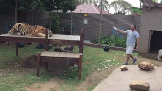 Tiger attack , why You should not turn Your back!