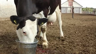 ЧТО нужно КОРОВЕ сразу после родов? (Энергетики). Energy drinks cow after birth.