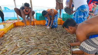 VANNAMEI Kepadatan Tentang Penebaran Tinggi di Tambak Terkendali Pemanenan Udang Vannamei