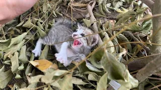 Dramatic rescue of kittens abandoned by their owners in the middle of an empty road