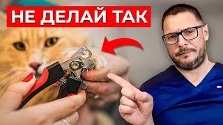 Ты Делаешь ему Больно! Как правильно ОБРЕЗАТЬ КОГТИ ПИТОМЦУ?