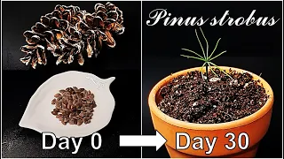 How to grow White Pine from seed｜Growing eastern white pine tree｜How to grow #80 White pine｜Eng Sub