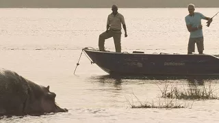 Fishing for Perch in Nile Crocodile-Filled Waters