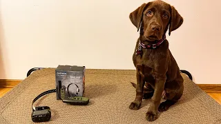 Garmin Tri-Tronics Sport Pro Dog E-Collar Review {Stella Update}