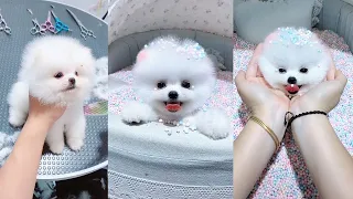 Funny and Cute Dog Pomeranian 😍🐶| Funny Puppy Videos #128