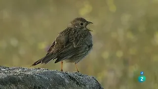 Historias naturales: Comunicarse para vivir | Grandes Documentales