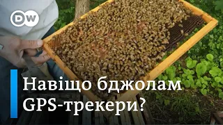 Крадіжка бджіл: як з цим борються пасічники у Франції  - "Європа у фокусі" | DW Ukrainian