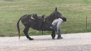 Dove ..... 4 year old gaited Molly Mule for sale. Watch this mount and dismount. WOW ⁉️⁉️⁉️⁉️⁉️⁉️⁉️