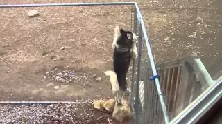 Siberian Husky Escape