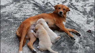 Street mother dog feeding her 2 cute little puppies and happy with chicken rice - Dogoftheday