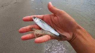 Live Shrimp VS Live Finger Mullet!! (Catch Clean Cook) | Tips and Tricks To Fishing With Live Bait |