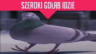 Szeroki gołąb idzie | Wide pigeon walking