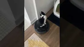 Cat Rides Robot Vacuum Cleaner || ViralHog