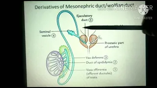 Embryology of Male genital system