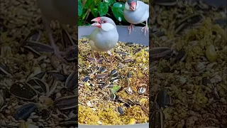 Silver Java Sparrow | Padda Bird | Java Finch | Aviary Birds