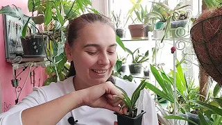 Саркохилусы (Sarcochilus) что да как?