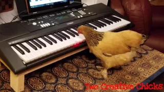 Chicken Playing "Twinkle Twinkle" on Piano Keyboard