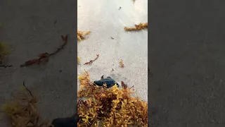 Baby sea turtle beautiful journey into the Sea 🥹 #satisfying