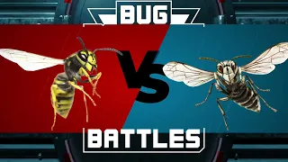 Bug Battles- Episode 1: Bald-Faced Hornet vs. Yellowjacket
