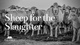 Sheep for the Slaughter | Romans 8 - Lesson 24