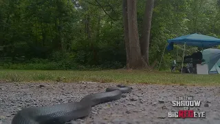 Snake at Camp - In the Shadow of Big Red Eye