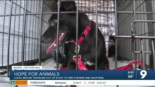 Tucson animal rescue looking in other states for fosters, adopters