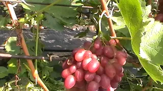 Сорт винограда "Параяславская рада " - сезон 2019 # Grape sort "Parayaslavskaya rada"