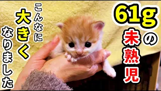 【保護猫】61ｇだった未熟児と仔猫達が元気に育っています（三毛ママ出産）