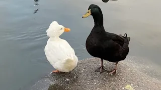 Most beautiful duck in zoo | Black duck & Big white duck | PA