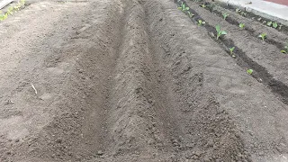 How to make trench beds for tomatoes in the open field