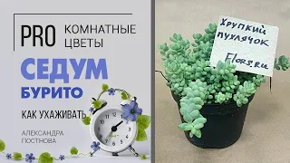 Необычное растение для дома Седум Бурито - удивительный суккулент | Хрупкое чудо природы