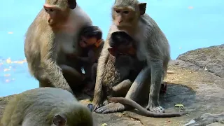 Little monkey baby is hungry asking for milk, mother refuse to feed him.