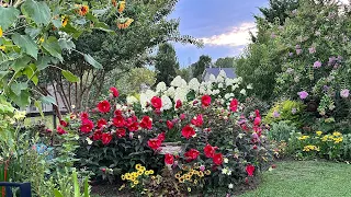 Hydrangea and Hibiscus Tour 🌺 || Cottage Garden Tour