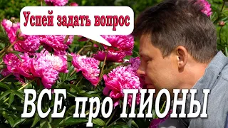 Если есть вопросы про выращивание пионов, обязательно посмотрите это видео