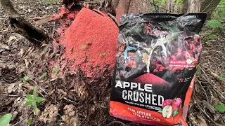 Crushed Apple Deer Attractant by Wildgame Innovations ( It Really Works )