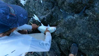 Costa Rican Bleeds Fish WITH HIS HANDS!-- Shore Fishing