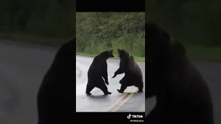 Драка медведей на дороге
