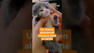 Diva, un chaton amaigri a été retrouvé dans un jardin ! Trouvera-t-il une famille qui l'adoptera ?