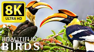 The most amazing BIRD COLLECTION at 8K 60FPS HDR - With Super Relaxing Animal Sounds